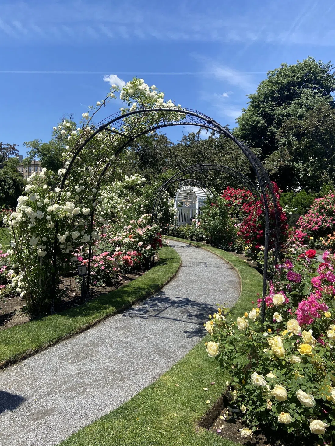James P. Kelleher Rose Garden, Boston
